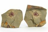 Soft-Bodied Marrellomorph (Furca) Fossil - Pos/Neg #316653-1